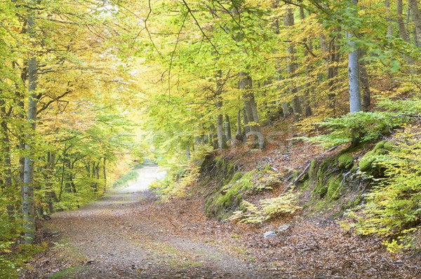 beech forest Stock photo © pedrosala