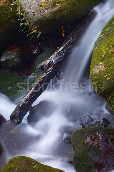 ручей шелковистый потока лес осень долины Сток-фото © pedrosala
