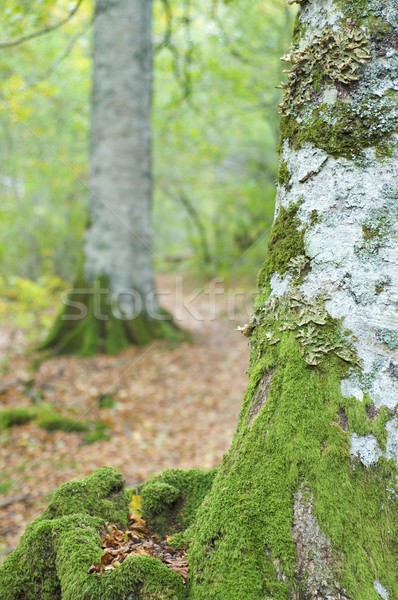 Mech dżungli drzewo charakter liści drzew Zdjęcia stock © pedrosala