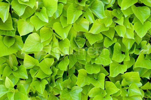 Ivy background Stock photo © pedrosala