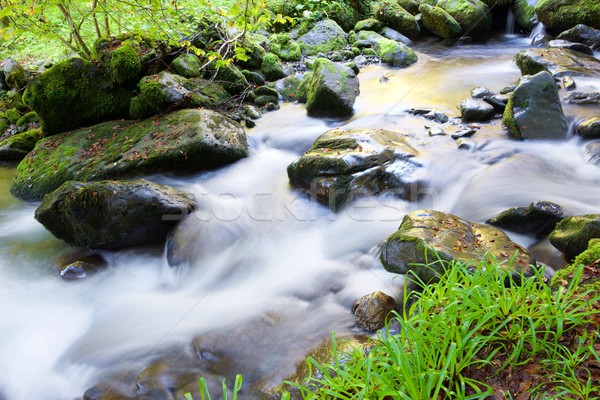 Seidig Stream Wald Tal Natur Blatt Stock foto © pedrosala