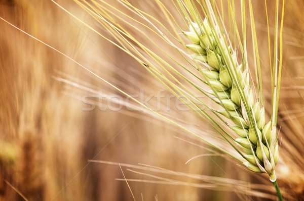 Dziedzinie kukurydza wiatr żywności streszczenie Zdjęcia stock © pedrosala
