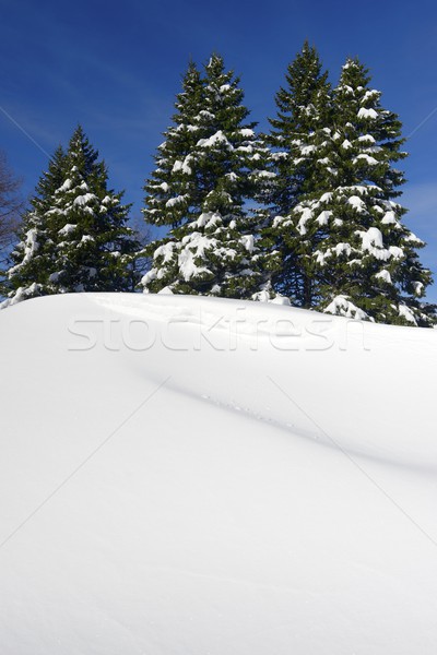 Kış vadi ağaç kar ağaçlar Stok fotoğraf © pedrosala