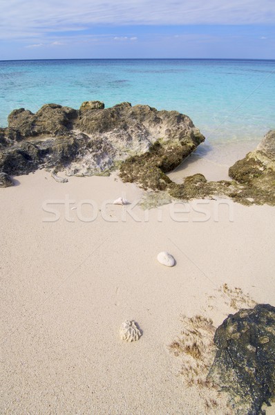 La coral plajă Insulele Caraibe Cuba natură Imagine de stoc © pedrosala