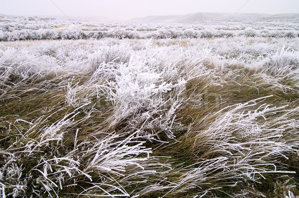 Fagyos tájkép textúra természet hó fehér Stock fotó © pedrosala