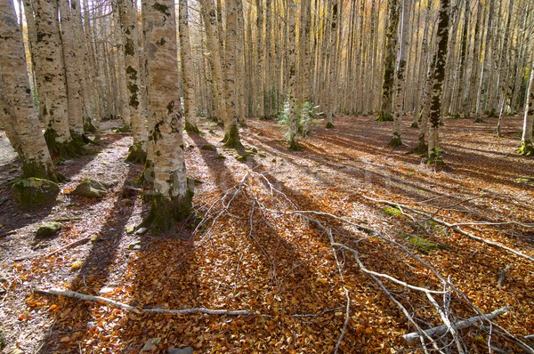 Park alsónadrágok erdő ősz fa természet Stock fotó © pedrosala