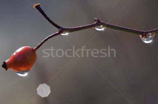 red fruit Stock photo © pedrosala