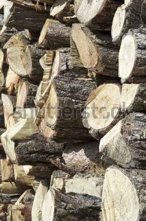 deforestation Stock photo © pedrosala