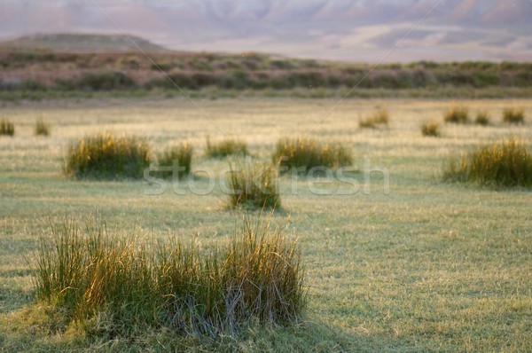 Arid landscape Stock photo © pedrosala