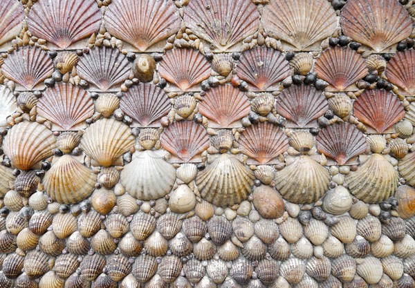 Stock photo: shells