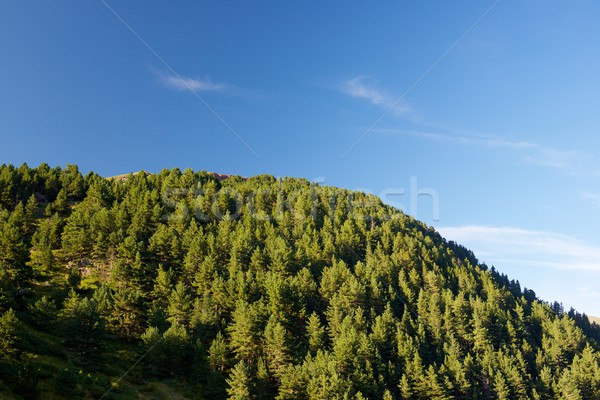 Canale valle cielo foresta natura montagna Foto d'archivio © pedrosala