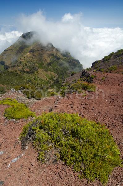 Madeira dombok köd sziget égbolt fa Stock fotó © pedrosala