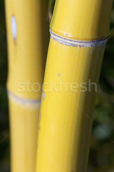 bamboo Stock photo © pedrosala