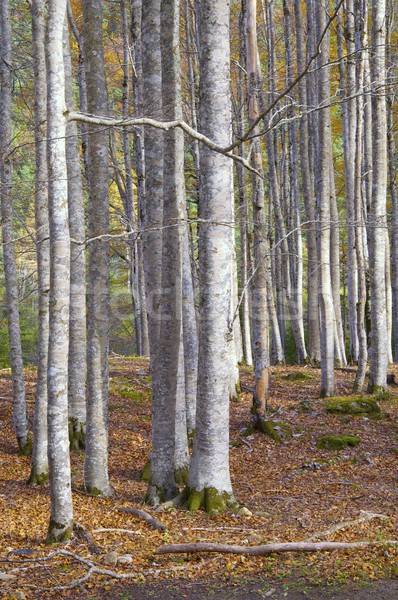 Floresta outono parque árvore madeira Foto stock © pedrosala