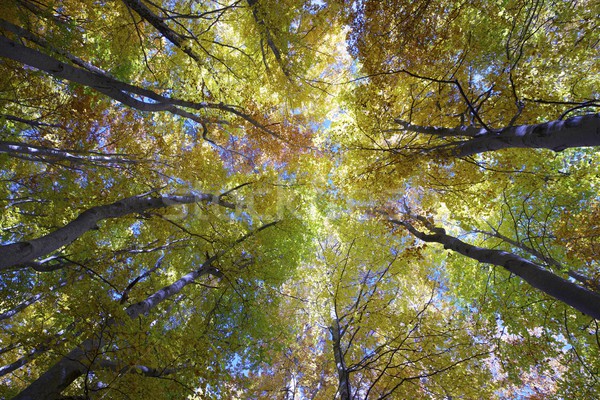 beech forest Stock photo © pedrosala