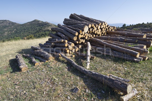 Deforestation Stock photo © pedrosala