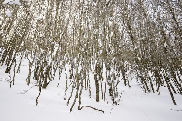 Stock photo: Pyrenees