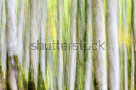 abstract forest Stock photo © pedrosala