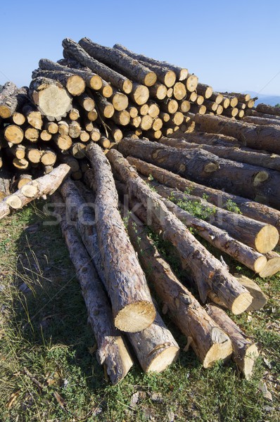 Deforestation Stock photo © pedrosala