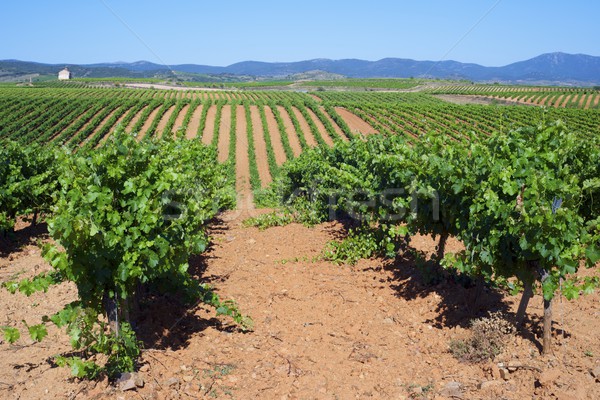 Stock photo: Vineyard