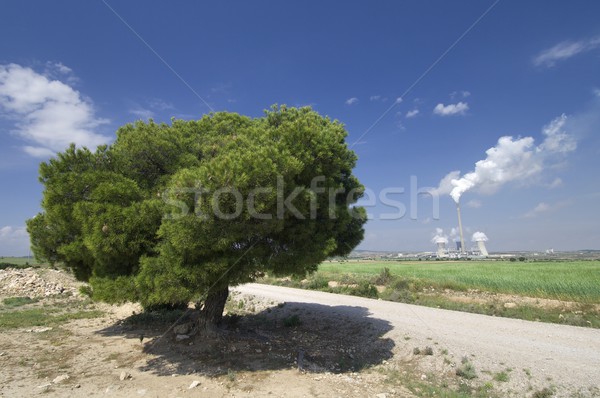Kilátás fenyőfa erőmű természet tájkép fák Stock fotó © pedrosala