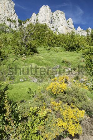Mountain landscape with yellow flowers Stock photo © pedrosala