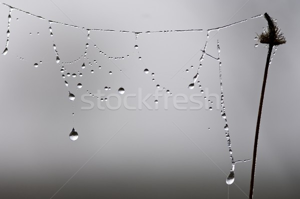 Spider web Stock photo © pedrosala