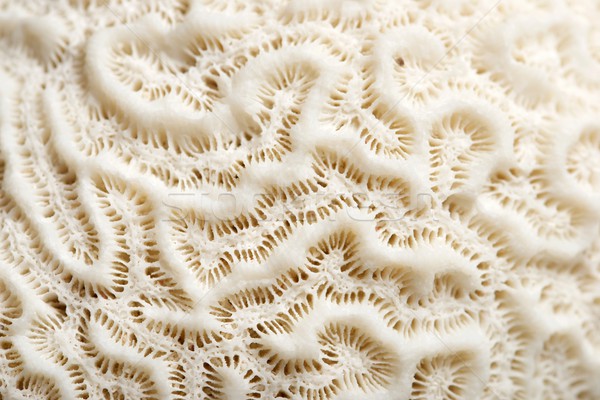 Coral textură detaliu alb apă natură Imagine de stoc © pedrosala