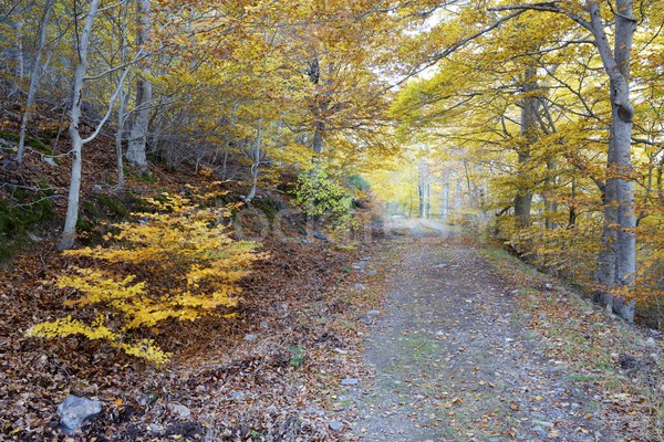Moncayo Stock photo © pedrosala