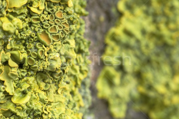 detail of lichen Stock photo © pedrosala