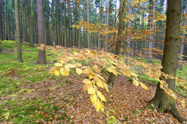 Foto d'archivio: Foresta · Repubblica · Ceca · cielo · texture · foglia