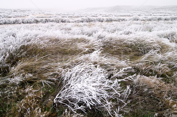 Fagyos tájkép textúra hó növény fehér Stock fotó © pedrosala