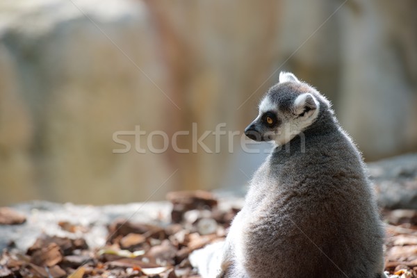 Ring-tailed Lemur Stock photo © pedrosala