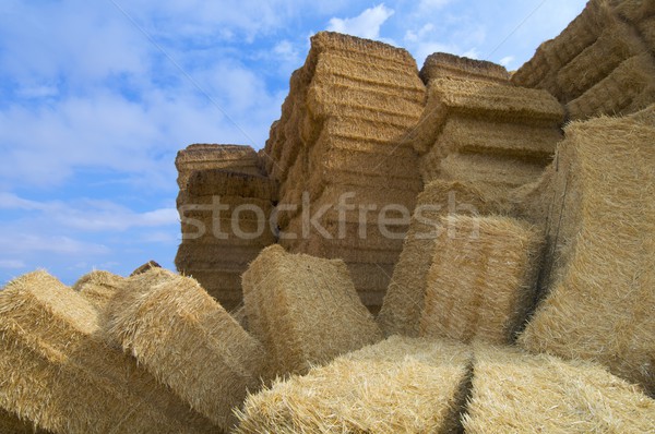 Szalmaszál kilátás csoport farm étel mező Stock fotó © pedrosala