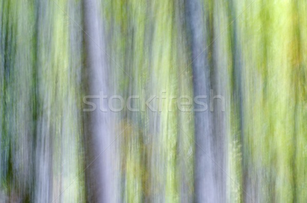abstract forest Stock photo © pedrosala