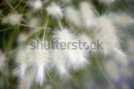 Stock photo: Feather grass