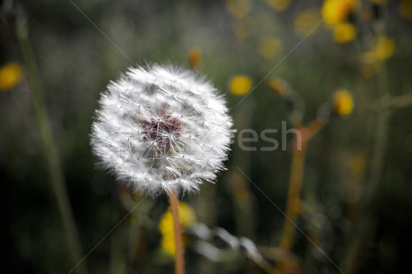 Foto stock: Dandelion · flor · primavera · grama · natureza