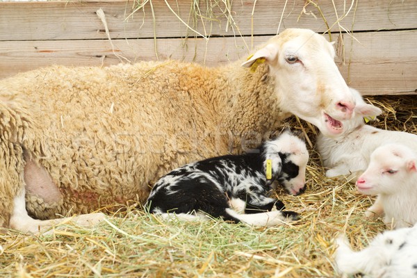 羊 クローズアップ 群れ イースター 赤ちゃん ストックフォト © pedrosala