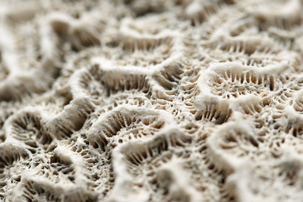 Koraal textuur detail water natuur zee Stockfoto © pedrosala