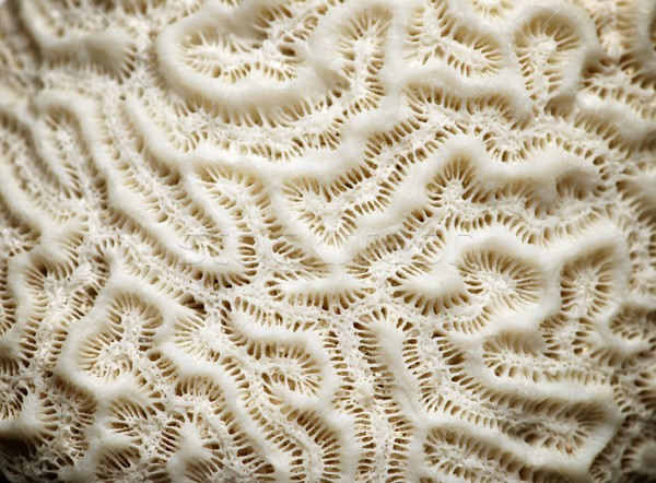 Coral textură detaliu alb apă natură Imagine de stoc © pedrosala