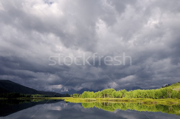 forest and water Stock photo © pedrosala