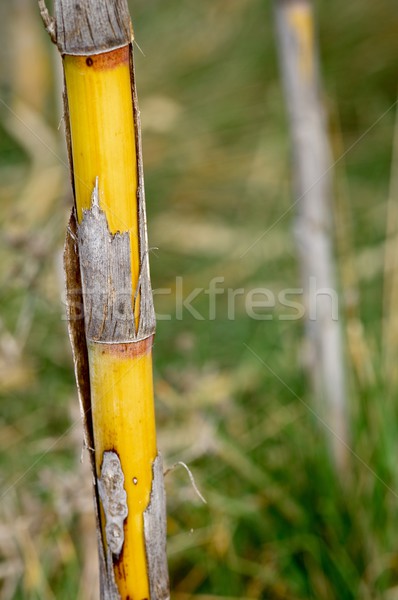 Reeds Stock photo © pedrosala