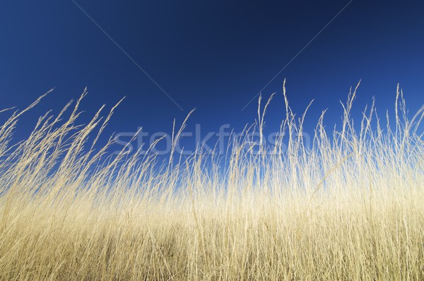 Foto stock: Amarillo · hierba · cielo · azul · familia · primavera · paisaje