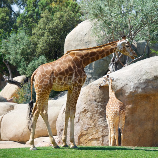 Zürafa hayvanat bahçesi hayvan esaret Afrika kanatlar Stok fotoğraf © pedrosala