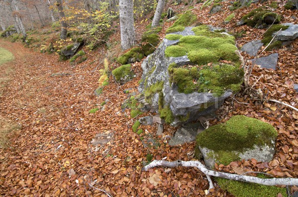 natural forest park in autumn Moncayo Stock photo © pedrosala