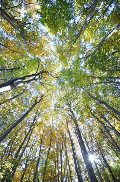 beech forest Stock photo © pedrosala