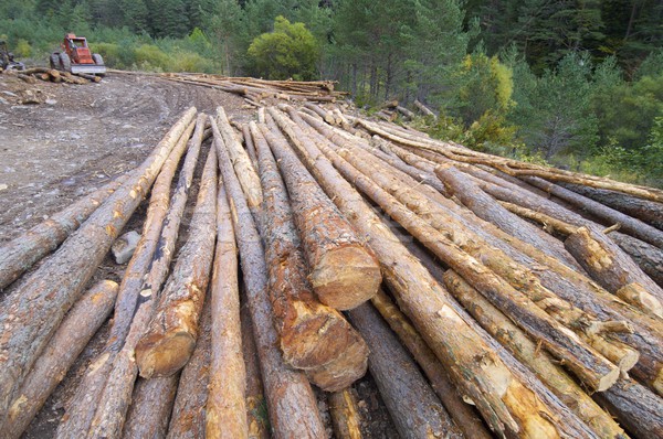 deforestation Stock photo © pedrosala