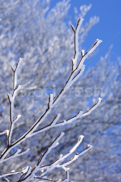 Winter Stock photo © pedrosala