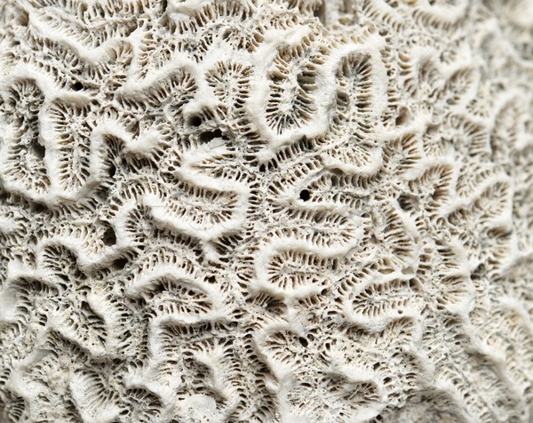Korallen Textur Detail Wasser Natur Meer Stock foto © pedrosala
