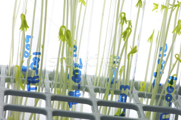 食品 植物 實驗室 容器 研究 測試 商業照片 © pedrosala